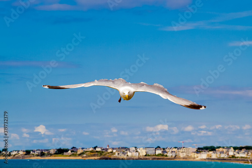 White seagull flying over the city of Saint-Malo in France