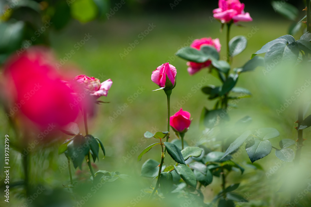 Nice rose with bokeh nature flora gardening macro spring time