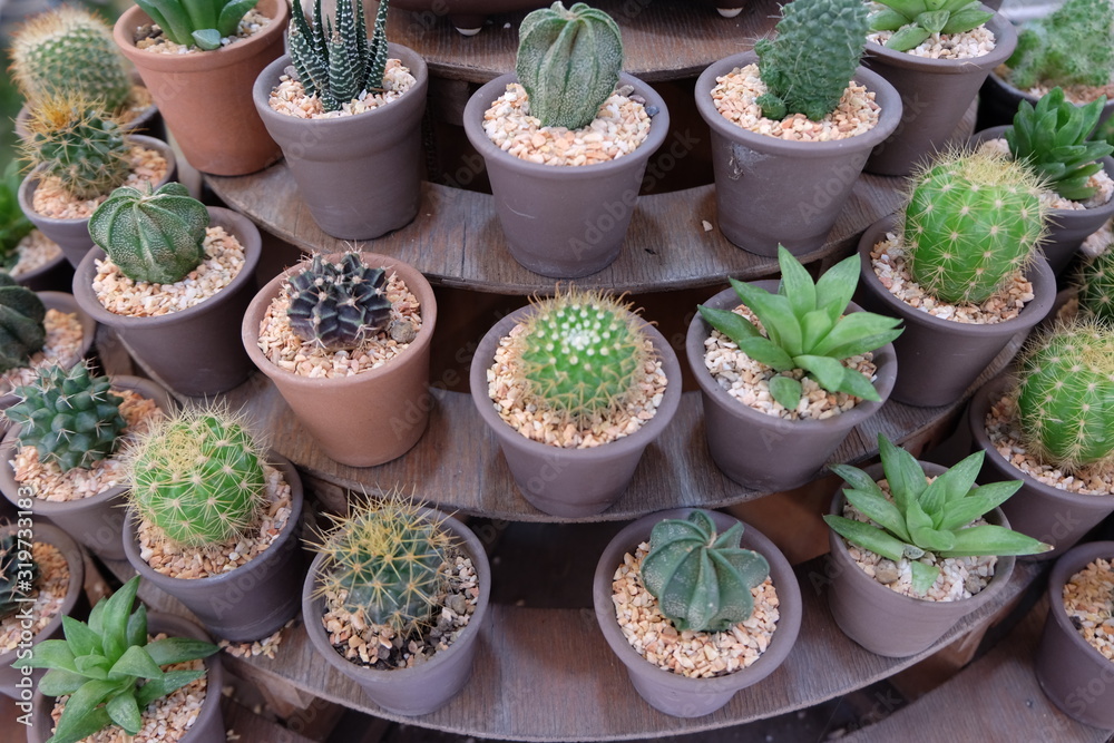 Cactus are popular for planting to decorate a house, in a room, in a garden or condo, because they are easy to grow.They are small and various varieties. But cute. Many people like to plant trees to b Cactus are popular for planting to decorate a house, in a room, in a garden or condo, because they are easy to grow.They are small and various varieties. But cute. Many people like to plant trees to b