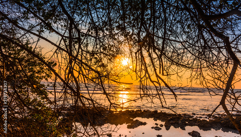Scenic view of tree branches with golden light of morning sunrise, Amazing beach scenery image taken from Maldive Island Funadhoo, Maldives Travel and Tourism Image Scenic view of tree branches with golden light of morning sunrise, Amazing beach scenery image taken from Maldive Island Funadhoo, Maldives Travel and Tourism Image