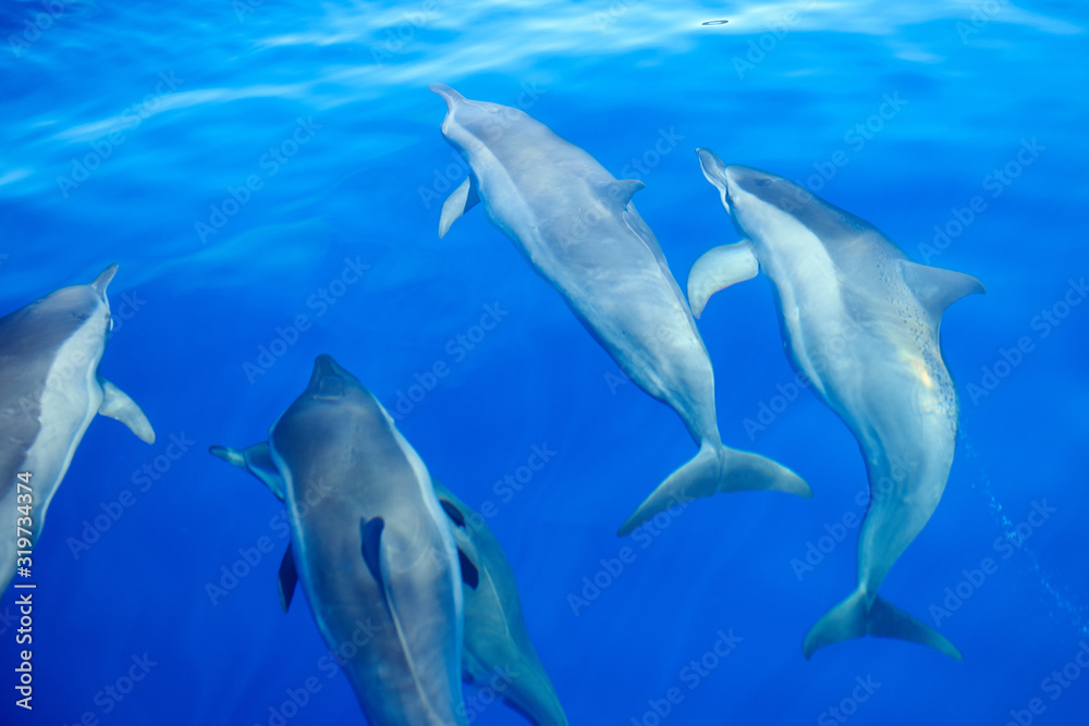 Parallel dolphins_2