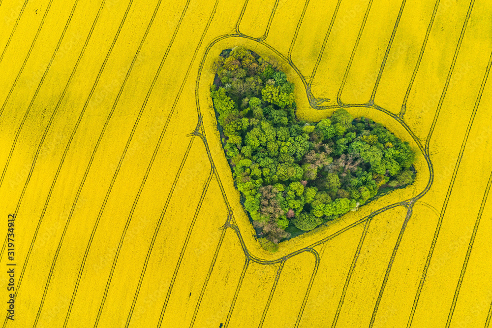 Real heart shaped copse of forest among rape field..Nature love. Valentine symbol.