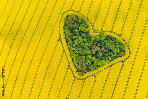 Obraz na płótnie Real heart shaped copse of forest among rape field..Nature love. Valentine symbol. w salonie
