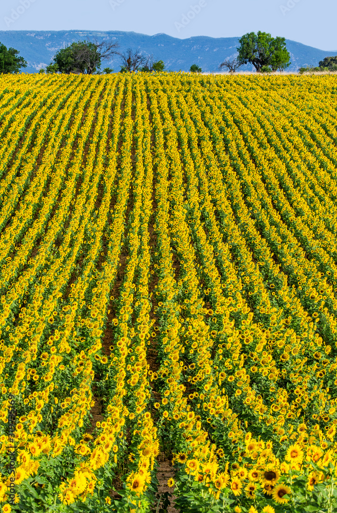Field of sunflowers against the background of mountains in the distance. France. Provence. Valensole