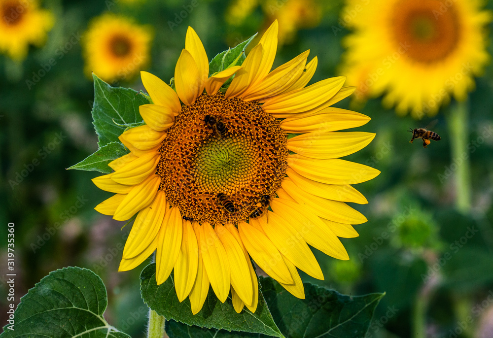 Fototapeta premium Sunflower close-up with bees. France. Provence. Valensole