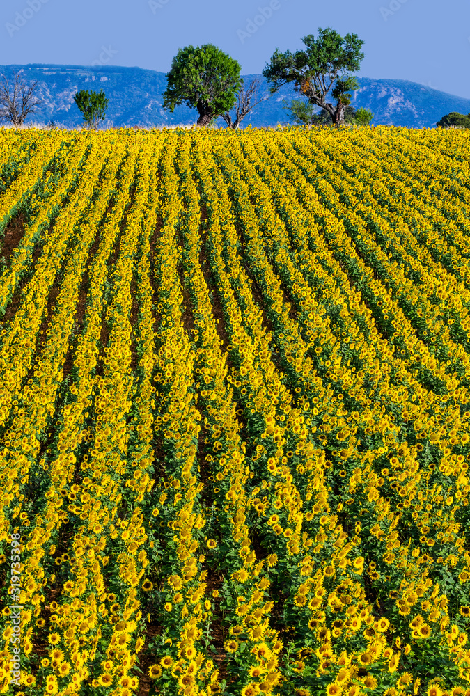 Field of sunflowers against the background of mountains in the distance. France. Provence. Valensole