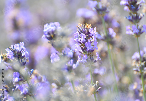 Purple Lavender blossom close-up view with blurred background