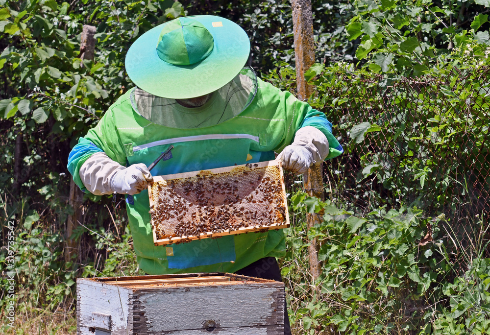 A beekeeper taking care of the bee hive A beekeeper taking care of the bee hive