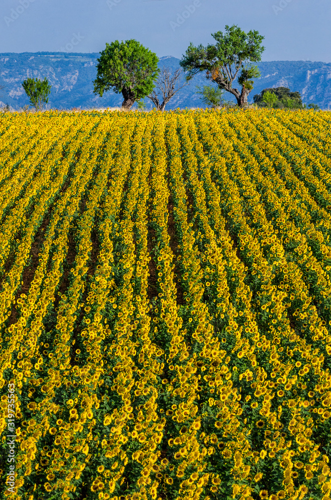 Field of sunflowers against the background of mountains in the distance. France. Provence. Valensole