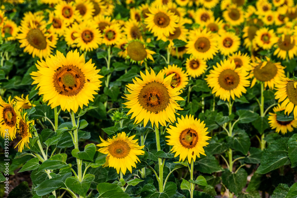 Fragment of a field with sunflowers close-up. France. Provence. Valensole