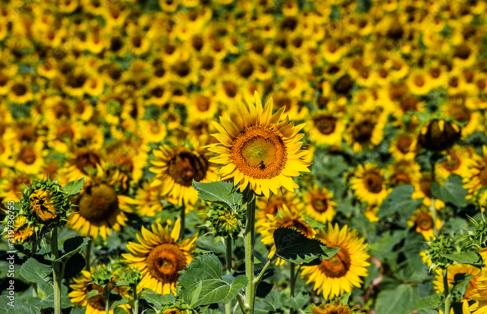 Fragment of a field with sunflowers close-up. France. Provence. Valensole Fragment of a field with sunflowers close-up. France. Provence. Valensole