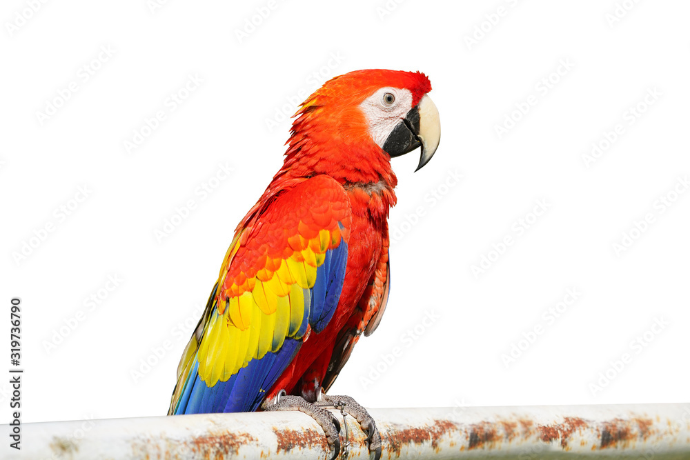The King of parrots bird Scarlet macaw vivid rainbow colorful animal.  Isolated on white background. This has clipping path.                                      
