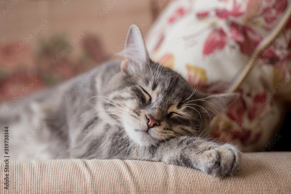 closeup face of a gray tabby kitten sleeping on bed