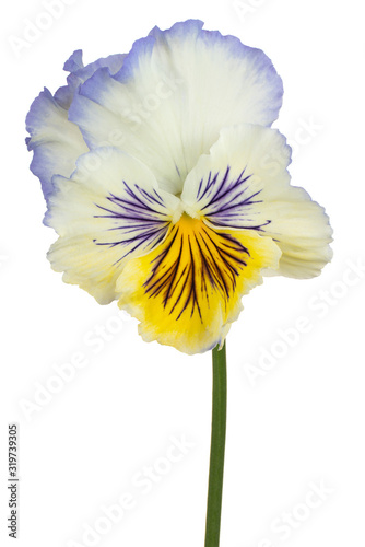 viola flower isolated