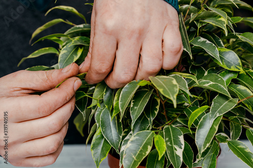 Ficus in a pot, in the hands of a woman