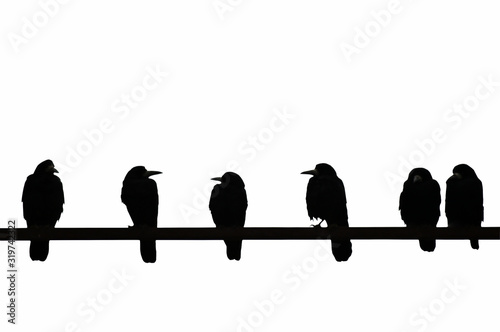 Contrasting image of crows sitting on bar isolated on white background