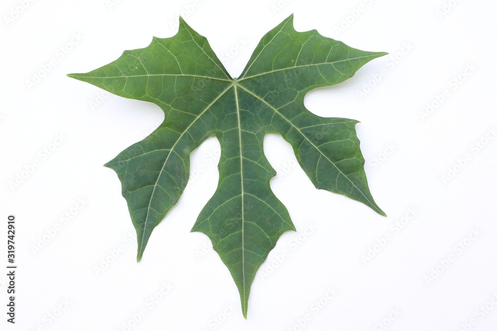 Fototapeta premium green leaf isolated on white background