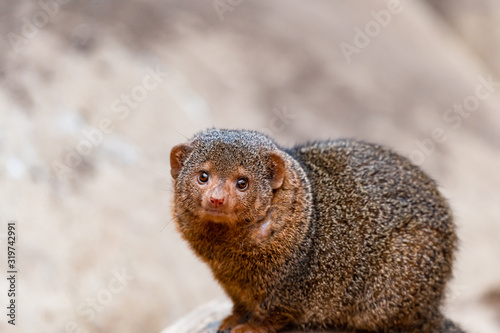 Obraz na plátně portrait of a mongoose