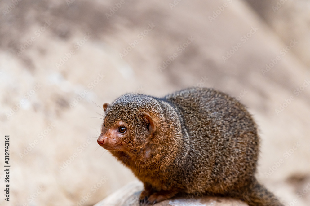 portrait of a mongoose portrait of a mongoose