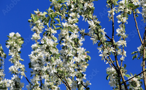 blooming apple tree for background