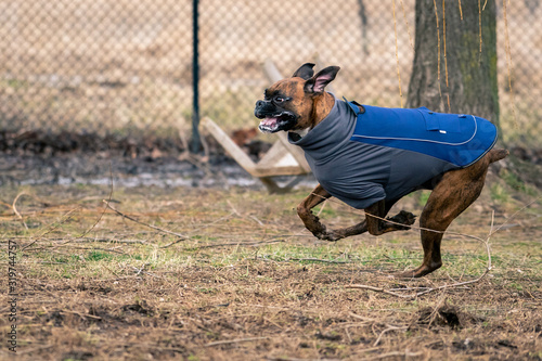 Boxer Dog Running at the Dog Park