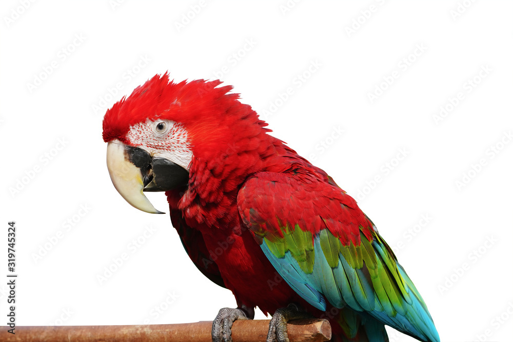 Greenwinged parrots bird  macaw vivid rainbow colorful animal.  Isolated on white background. This has clipping path. 