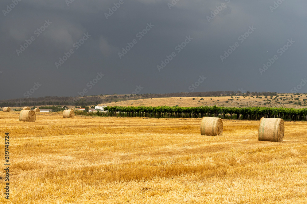 Fototapeta premium Rural landscape in Apulia at summer