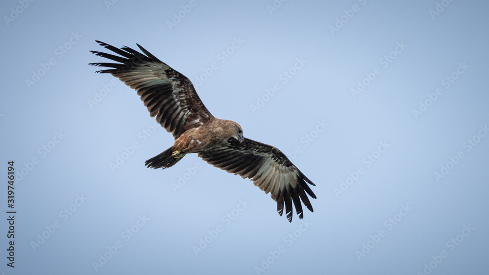 Obraz premium Juvenile Indian bird of prey Brahminy kite (Haliastur indus)
