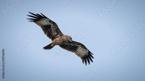 Juvenile Indian bird of prey Brahminy kite (Haliastur indus) © fotogenix