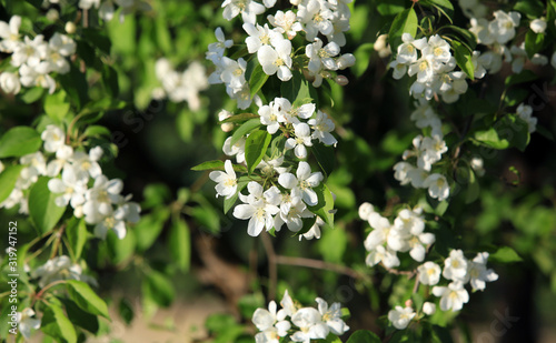 blooming apple tree for background
