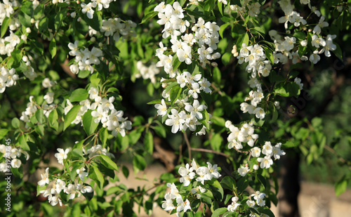 blooming apple tree for background