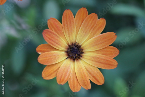 fleur