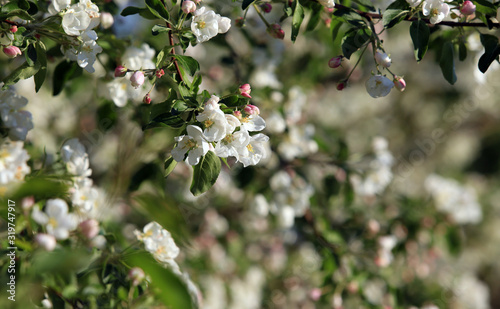 blooming apple tree for background