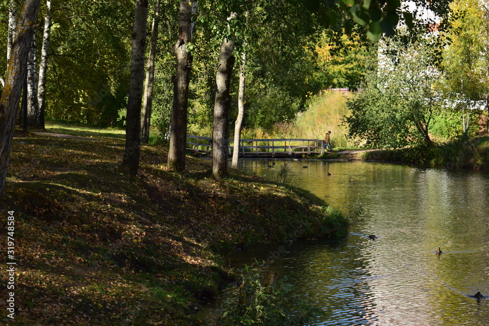 river in the forest