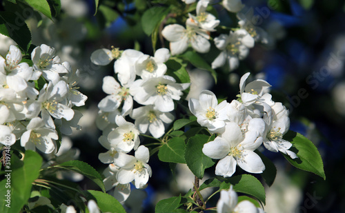 blooming apple tree for background