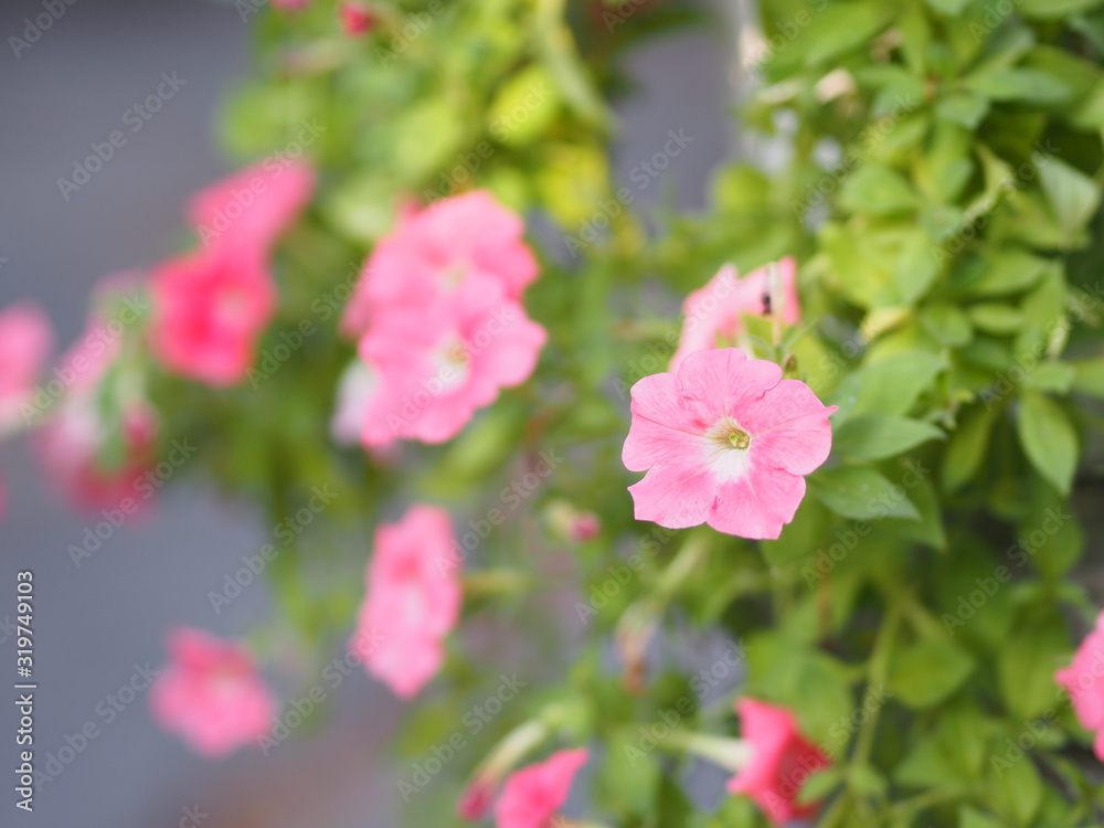 Wave violet color Petunia Hybrida, Solanaceae, name flower bouquet beautiful on blurred of nature background Wave violet color Petunia Hybrida, Solanaceae, name flower bouquet beautiful on blurred of nature background