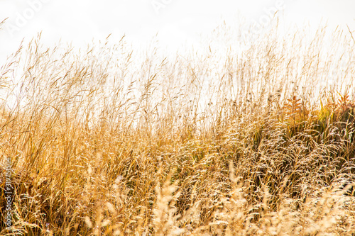 Field of grass in a sunny sky