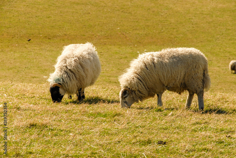 Fototapeta premium Two sheep grazing in a grass field in traditional Scotland scenery 