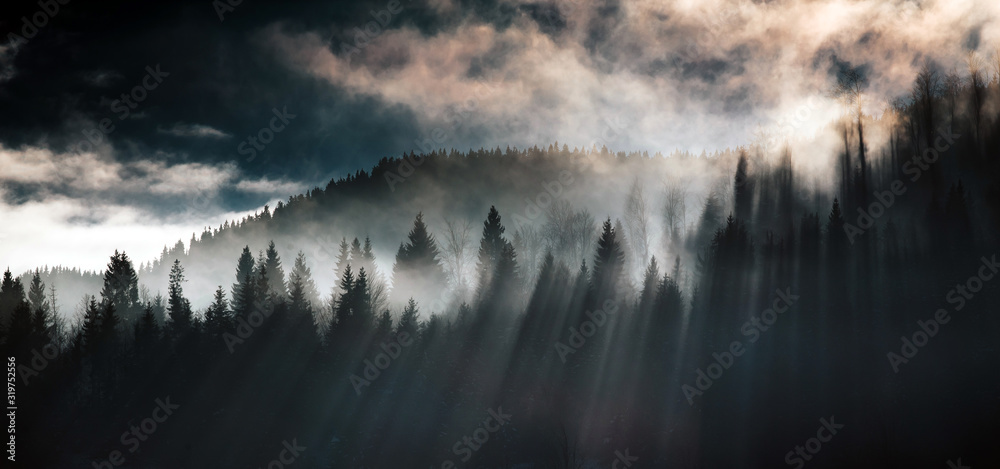 Silhouette of forest with dense fog.
