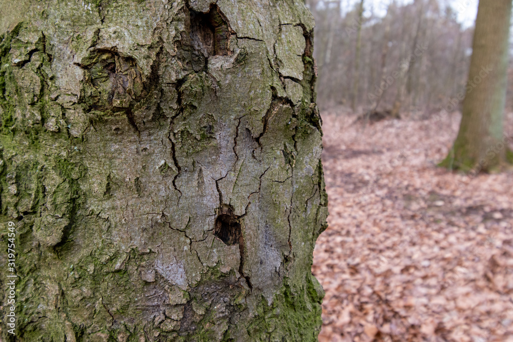 bark of a tree texture close up 