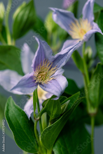 close up clematis flowers and space for your text. Celebration card.