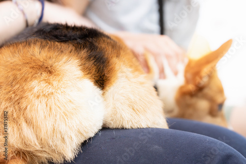 Corgi lying on people's thigh to rest, showing its ass 