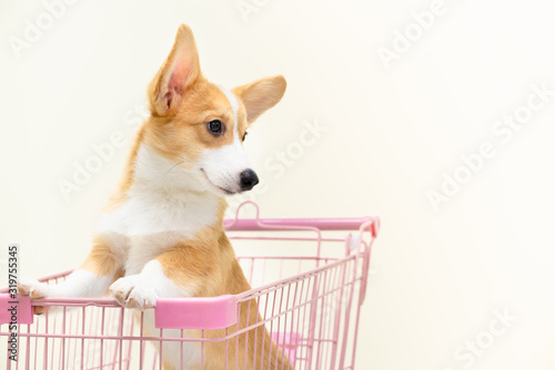 Small Corgi sitting in a pink shopping cart