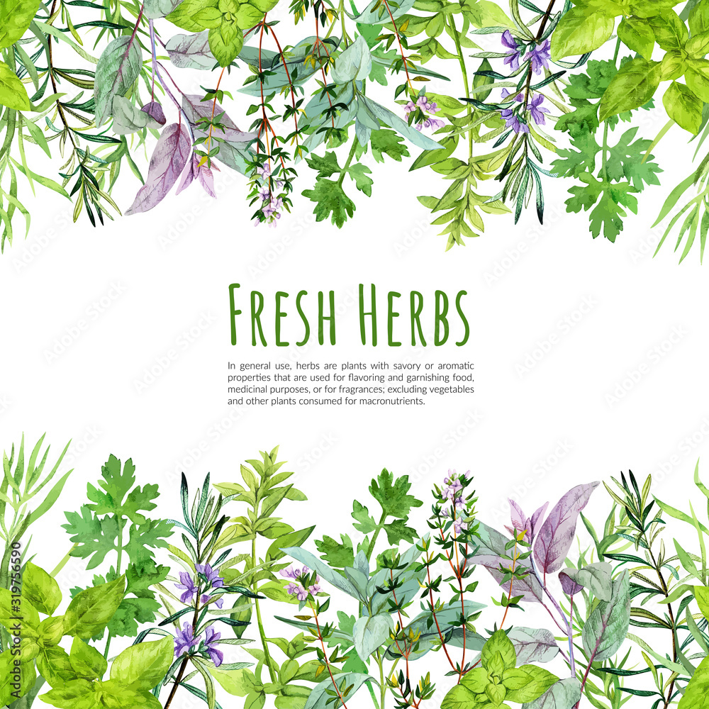 Seamless borders with watercolor kitchen herbs and plants - obrazy, fototapety, plakaty 