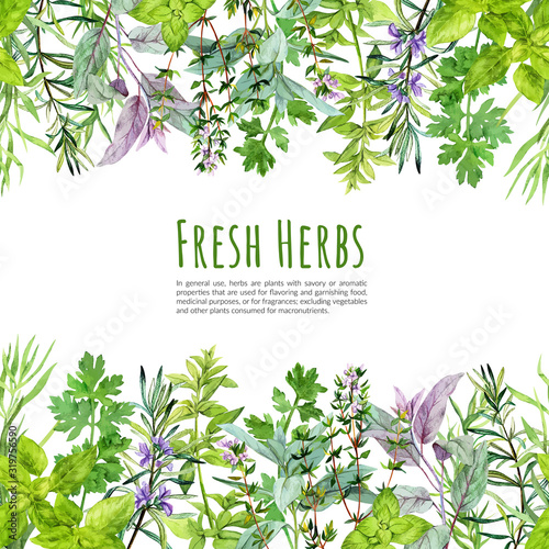 Seamless borders with watercolor kitchen herbs and plants photo