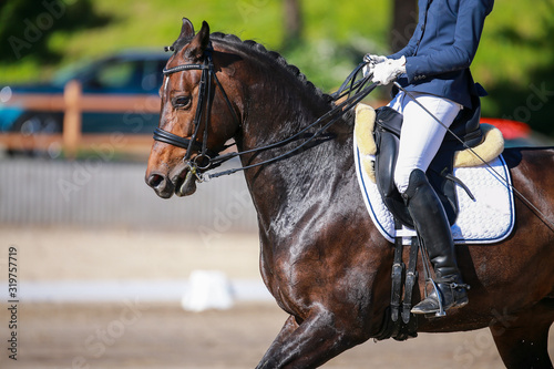 Dressage horse in portraits with curb in a class M test.