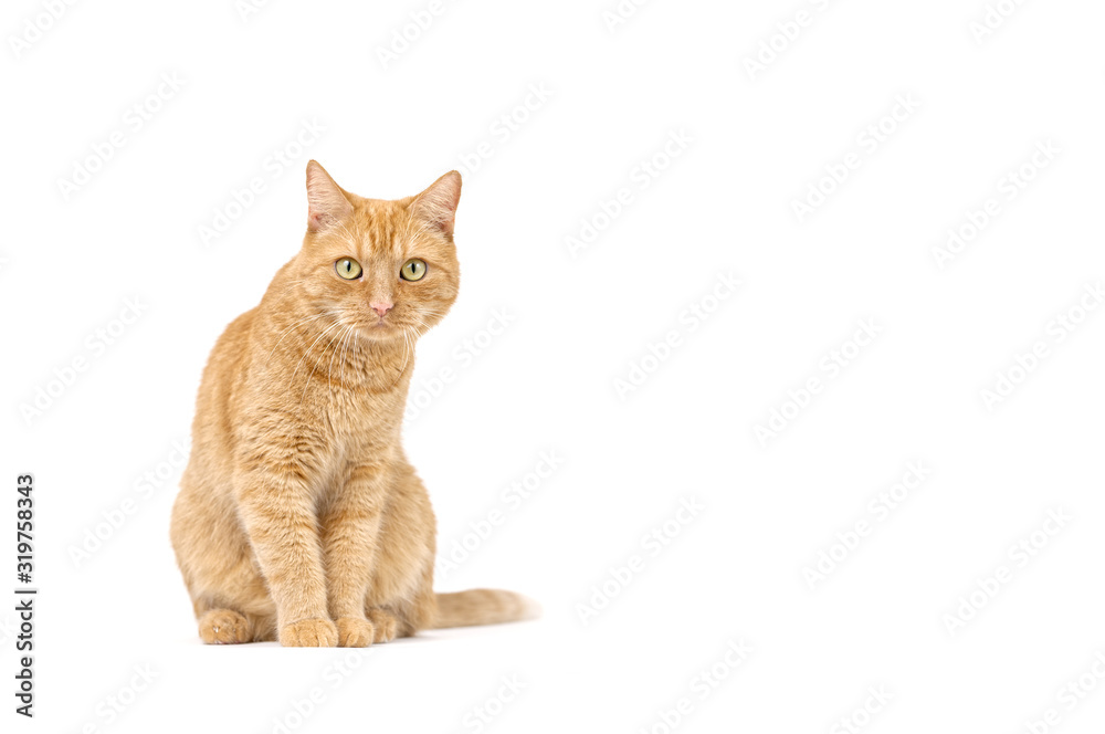 Adult red tabby cat sitting isolated on white background