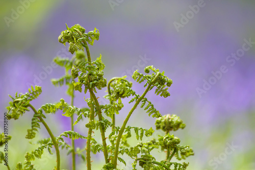 Lady fern fresh green new fronds unrolling in spring photo
