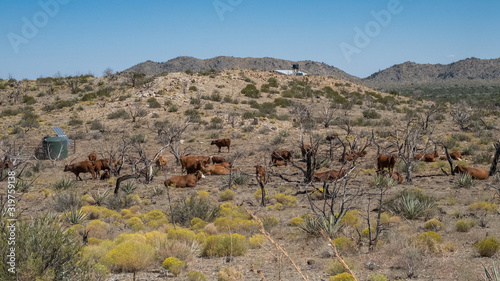 cattle in a ranch in the Mojva desert, california