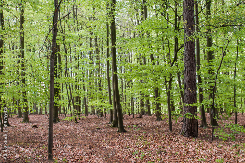Beech trees woodland with green springtime foliage Beech trees woodland with green springtime foliage